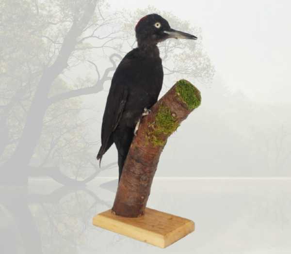 Tesár čierny (Dryocopus martius) je predmetom mesiaca október v GMM