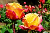 Využite nastávajúci víkend na dvojdňovú Slávnosť ruží v kaštieli v Dolnej Krupej