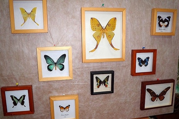 Zaujímavá výstava exotických motýľov a chrobákov na Dňoch mesta Rožňava