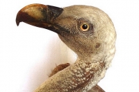 Predmet mesiaca február v Gemersko-malohontskom múzeu – Sup bielohlavý (Gyps fulvus)
