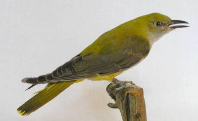 Vlha hájová (Oriolus oriolus)