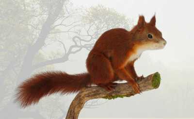 Veverica obyčajná – predmet mesiaca február v Gemersko-malohontskom múzeu