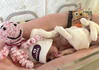 V rimavskosobotskej nemocnici oslavujú deň predčasniatok